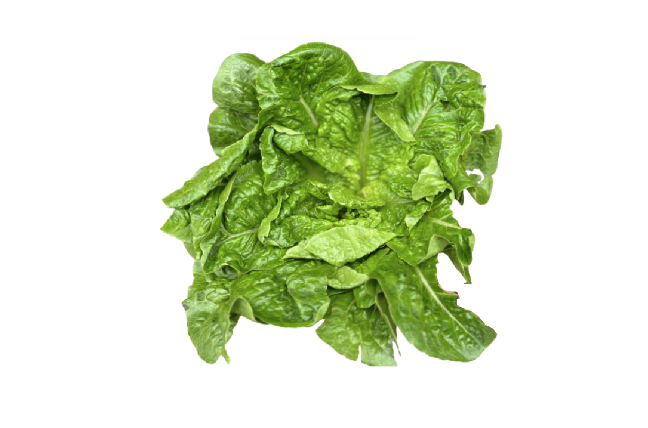 Lechuga Romana Orgánica