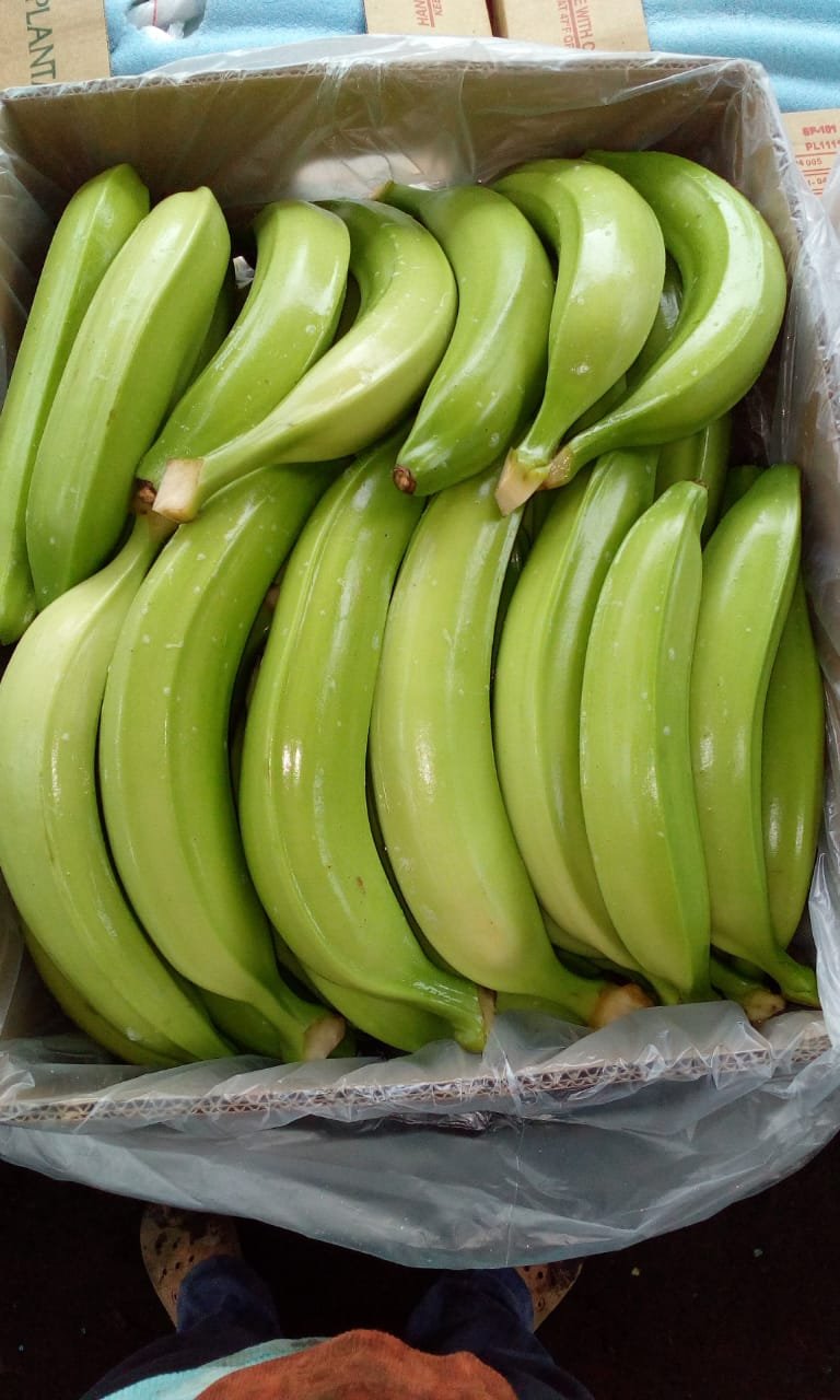 Verde Dominico Caja